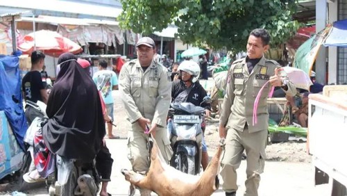Satpol PP menertibkan hewan ternak kambing yang berkeliaran di jalan protokol dan alternatif di Kota Bima, NTB, Rabu (28/2/2024). (Dok. Sat Pol PP Kota Bima)