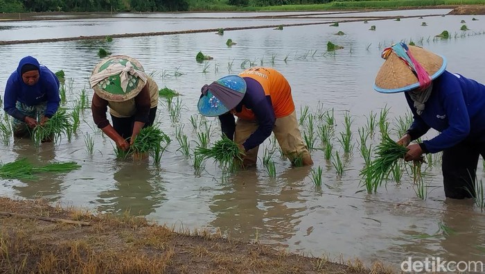 Petani di Kecamatan Gempol saat melakukan proses penanaman padi