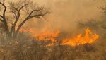 Horor Kebakaran Hutan di Texas yang Semakin Meluas