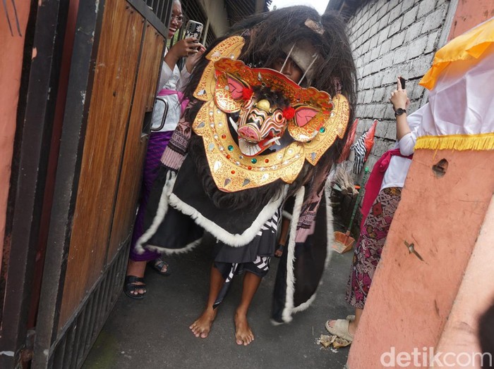 Sejumlah anak ngelawang, menarikan barong bangkung ke rumah warga Banjar Muncan, Desa Kapal, Kecamatan Mengwi, Badung, saat Galungan, Rabu sore (28/2/2024). (Agus Eka/detikBali)