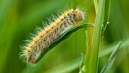 Hairy caterpillar on a green leaf in close-up shot on a green background.