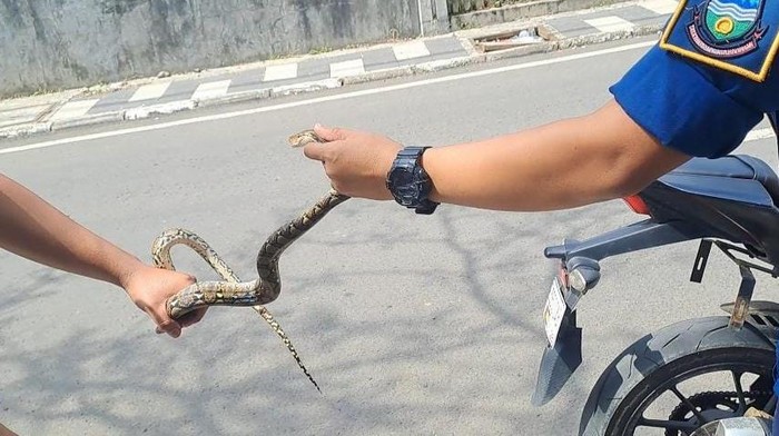 Anak ular sanca yang dievakuasi dari warung bakso di Garut