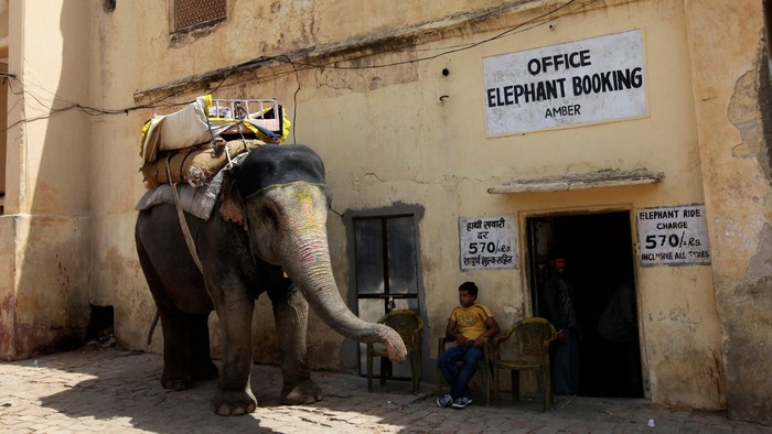 Atraksi gajah di Benteng Amer India