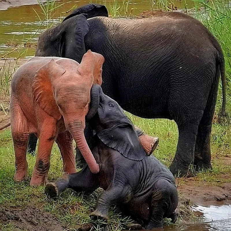 Anak gajah albino itu tampak berwarna merah muda. Itu dikarenakan kurangnya pigmen melanin di dalam sel kulit hewan tersebut.