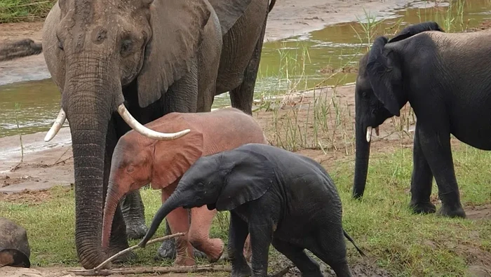 Anak gajah albino itu tampak berwarna merah muda. Itu dikarenakan kurangnya pigmen melanin di dalam sel kulit hewan tersebut.