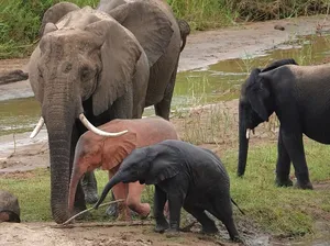 Gajah Ini Tak Biasa, Kondisinya 1 Banding 10.000