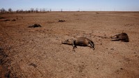 Negara bagian Texas di AS mengeluarkan deklarasi bencana pada hari Selasa ketika kebakaran hutan besar-besaran terus terjadi di luar kendali.  