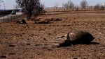 Kasihan, Kawanan Sapi di Texas Mati Imbas Kebakaran Hutan