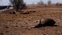 Sejumlah hewan di Texas mati akibat kebakaran hutan Smokehouse Creek yang semakin meluas.  