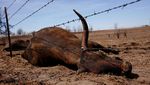 Kasihan, Kawanan Sapi di Texas Mati Imbas Kebakaran Hutan