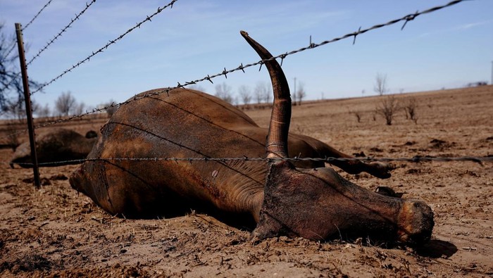 A cow that was killed by the Smokehouse Creek wildfire lays on a field, outside of Canadian, Texas, U.S. February 28, 2024. REUTERS/Nick Oxford     TPX IMAGES OF THE DAY
