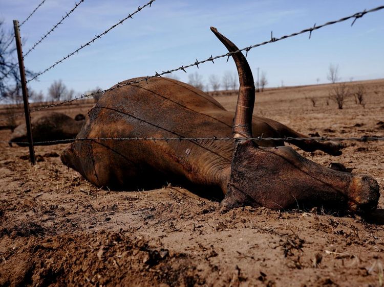 Kasihan, Kawanan Sapi di Texas Mati Imbas Kebakaran Hutan
