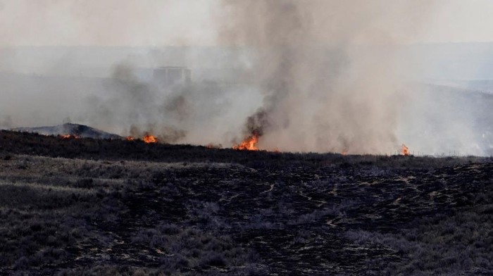 A cow that was killed by the Smokehouse Creek wildfire lays on a field, outside of Canadian, Texas, U.S. February 28, 2024. REUTERS/Nick Oxford     TPX IMAGES OF THE DAY