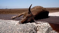 Empat dari kebakaran di bagian paling utara negara bagian itu, yang dikenal sebagai Texas Panhandle, terjadi pada hari Senin dan telah menghabiskan 240.000 hektar lahan, dengan kobaran api terbesar yang hanya 0% dapat dipadamkan pada Selasa malam, menurut pejabat kehutanan negara bagian.   