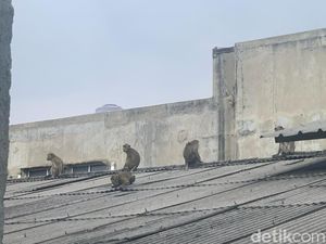 Pakar Unpad Ungkap Kemungkinan Monyet Ekor Panjang Masuk Pemukiman
