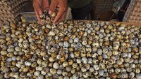 Warga membeli telur burung puyuh di Pasar Induk Rau Kota Serang, Banten, Kamis (29/2/2024). Menurut pedagang, harga telur puyuh naik dari Rp35 ribu menjadi Rp38 ribu perkilogram.