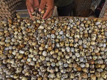 Pasokan Seret, Harga Telur Puyuh Tembus Rp 38 Ribu/Kg