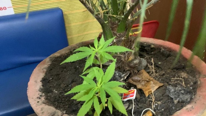 Pria di Samosir yang ditangkap tanam ganja di rumah untuk konsumsi pribadi. (Dok Polres Samosir)