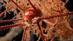 Lucu dan Unik! Peneliti Temukan Lebih dari 100 Spesies Baru Hewan Laut