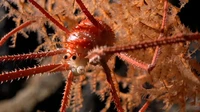 Sebuah tim peneliti yang menjelajahi pegunungan bawah laut di lepas pantai Chile telah menemukan lebih dari 100 spesies baru hewan laut. Para peneliti dari Schmidt Ocean Institute menjelajahi dasar laut selama lebih dari satu bulan dengan menggunakan kamera, instrumen ilmiah, dan bahkan robot, dan menemukan berbagai macam hewan menarik seperti lobster jongkok ini.