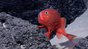 Lucu dan Unik! Peneliti Temukan Lebih dari 100 Spesies Baru Hewan Laut