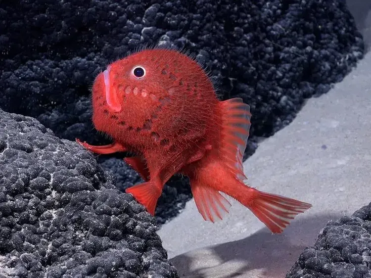 Lucu dan Unik! Peneliti Temukan Lebih dari 100 Spesies Baru Hewan Laut