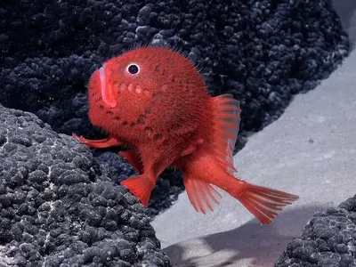 Lucu dan Unik! Peneliti Temukan Lebih dari 100 Spesies Baru Hewan Laut