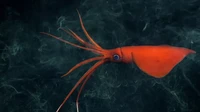 Para ilmuwan prihatin dengan dampak perubahan iklim terhadap kehidupan laut dan habitat di wilayah ini, dan temuan ini akan membantu para ilmuwan untuk memahami lebih lanjut tentang bagaimana kehidupan bawah laut terpengaruh. Cumi-cumi whiplash yang jarang terlihat ini ditemukan di kedalaman 1.105 meter.