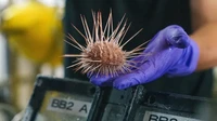 Beberapa spesies yang ditemukan telah dikumpulkan untuk dianalisis oleh para peneliti. Identifikasi spesies secara menyeluruh bisa memakan waktu bertahun-tahun, kata Dr Jyotika Virmani, Direktur Eksekutif Schmidt Ocean Institute.