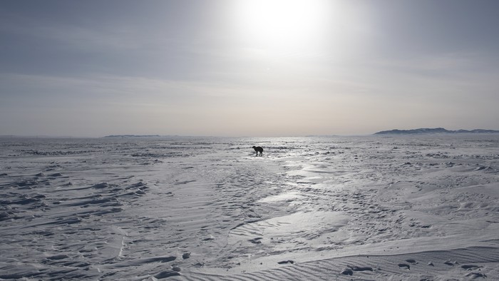This picture taken on February 22, 2024 shows a sheep standing on a field amid extremely cold weather conditions in Bayanmunkh, in Mongolias Khentii Province. Over two million livestock have now died in Mongolia this winter, an official said on February 26, victims of the 