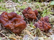 5 Makanan Berbahaya Ini Ternyata Enak Dimakan, Ada Jamur Otak dan Ubur-ubur