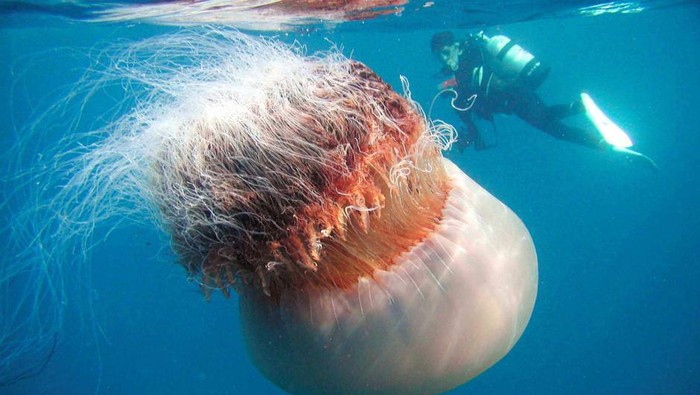 5 Makanan Berbahaya Ini Ternyata Enak Dimakan, Ada Jamur Otak dan Ubur-ubur