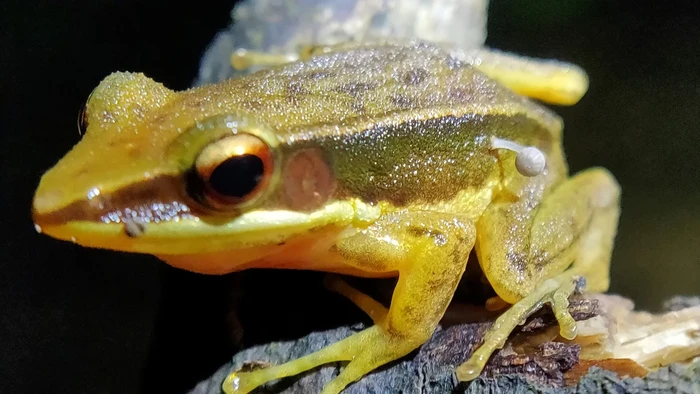 Badan katak ditumbuhi jamur
