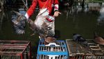 Bermain Merpati di Tengah Banjir ala Warga Cilincing
