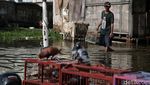 Bermain Merpati di Tengah Banjir ala Warga Cilincing