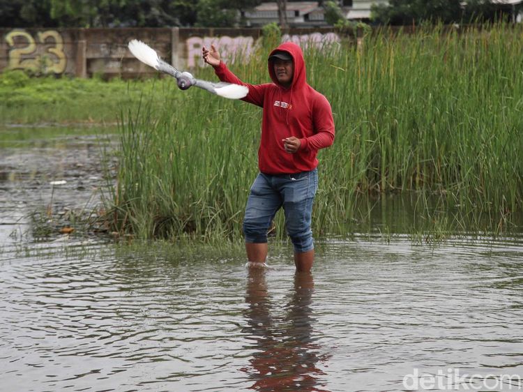 Bermain Merpati di Tengah Banjir ala Warga Cilincing