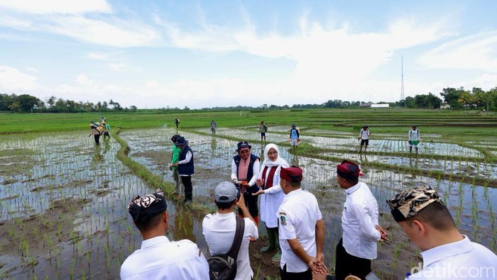 Banyuwangi Terapkan Pemupukan Tepat Dosis Berbasis IoT