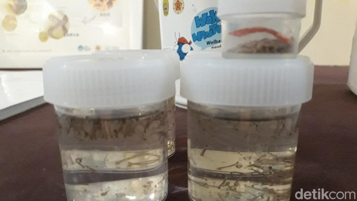 Nyamuk ber-Wolbachia yang siap kawin dengan nyamuk Aedes Aegypti. Foto diunggah Jumat (1/3/2024).