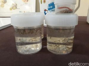 Dinkes DKI Sebar Nyamuk Wolbachia untuk Tekan DBD Awal Oktober