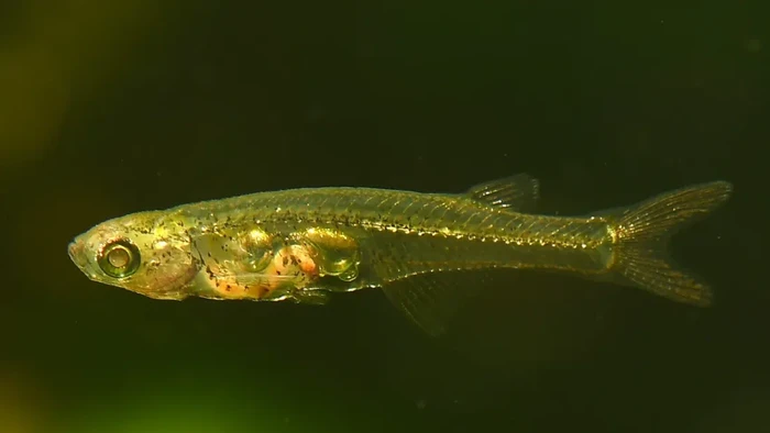 Ikan Danionella