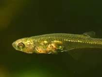 Vokal Ikan Kecil Ini Lebih Lantang dari Suara Pesawat, Apa Namanya?