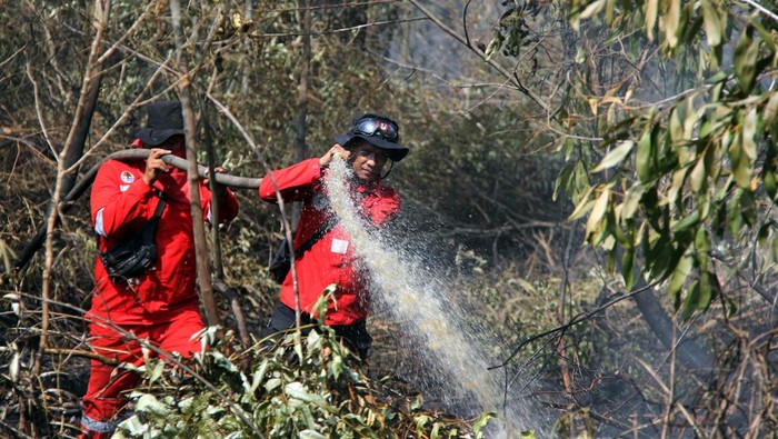 Petugas Manggala Agni memadamkan api yang membakar semak belukar di lahan gambut kawasan Dumai Bengkel Kecamatan Dumai Timur, Dumai, Riau, Jumat (1/3/2024). Puluhan hektare lahan gambut dan kawasan perkebunan masyarakat terbakar di Dumai Timur, Bukit Kapur, dan Sungai Sembilan akibat cuaca panas, dan sejumlah titik api ditemukan di daerah tersebut membuat kebakaran semakin meluas sementara petugas Manggala Agni dibantu polisi serta TNI terus berupaya memadamkan api dan melakukan proses pendinginan di lahan bekas terbakar. ANTARA FOTO/Aswaddy Hamid/tom.
