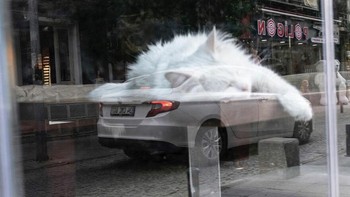 Si mpus raksasa lagi tidur di atas mobil. Foto: Boredpanda/Serkan Tekin
