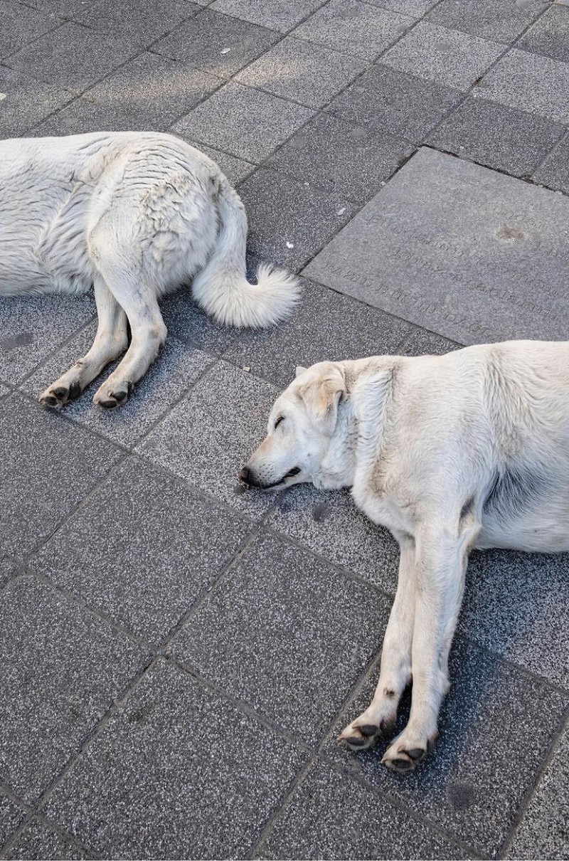 Kumpulan Foto seni jalanan timing pas