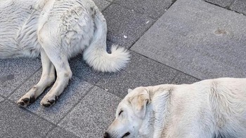 Lho badan sama kakinya kebalik? Foto: Boredpanda/Serkan Tekin