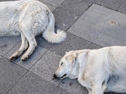 Berkat Timing yang Tepat, Foto Jalanan Ini Bikin Mindblowing