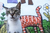 Kumpulan Foto seni jalanan timing pas