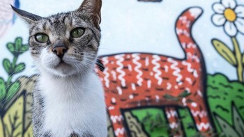 Badang si kucing menyatu dengan gambar di dinding. foto: Boredpanda/Serkan Tekin