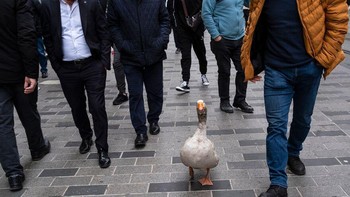 Setiap foto yang saya ambil dan setiap proses pemotretan merupakan pengalaman yang luar biasa bagi saya. Tapi menurut saya, salah satu yang paling istimewa adalah angsa yang berjalan di Jalan Istiklal (jalan yang paling ramai di Istanbul), jelas Tekin yang dikutip detikINET dari Boredpanda. Foto: Boredpanda/Serkan Tekin