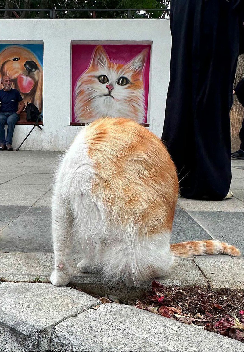 Kumpulan Foto seni jalanan timing pas